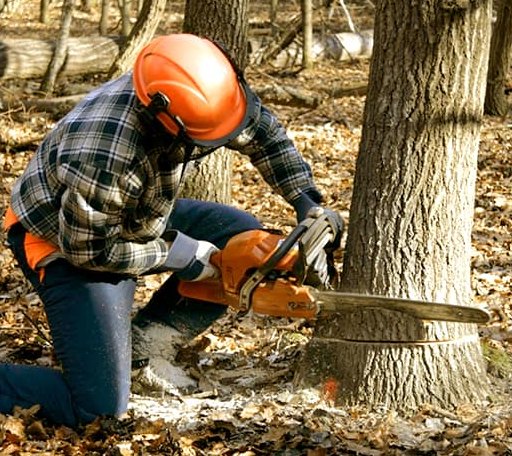 Tree Removal in Harrisburg, NE